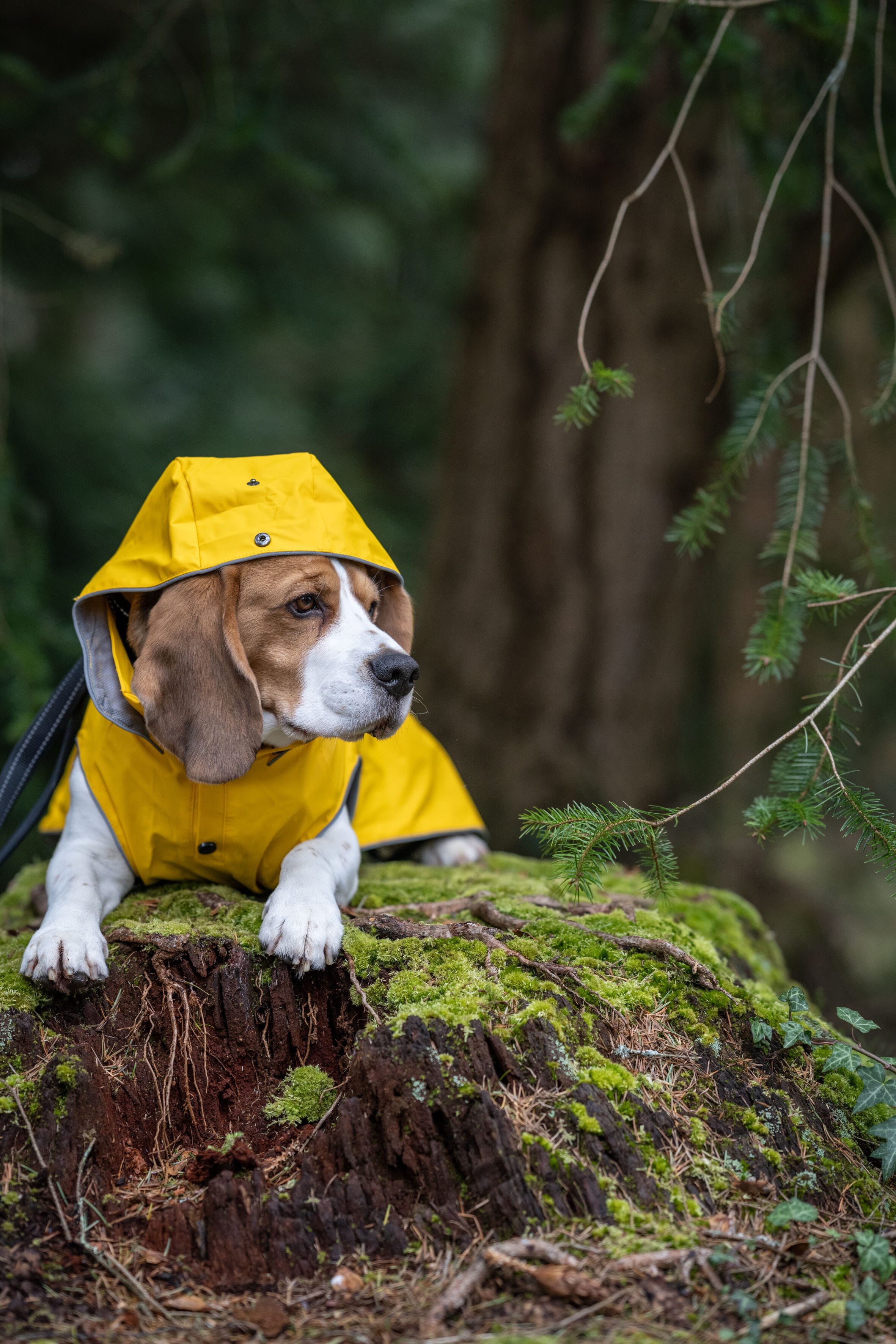 Rukka Pets Stream raincoat Luhta